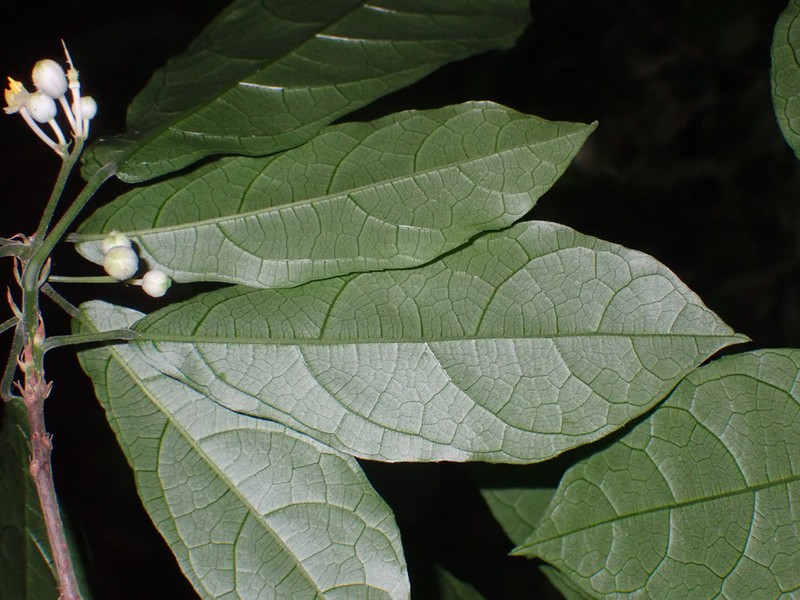 Oncoba breteleri photo 2