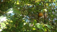 Oncoba spinosa