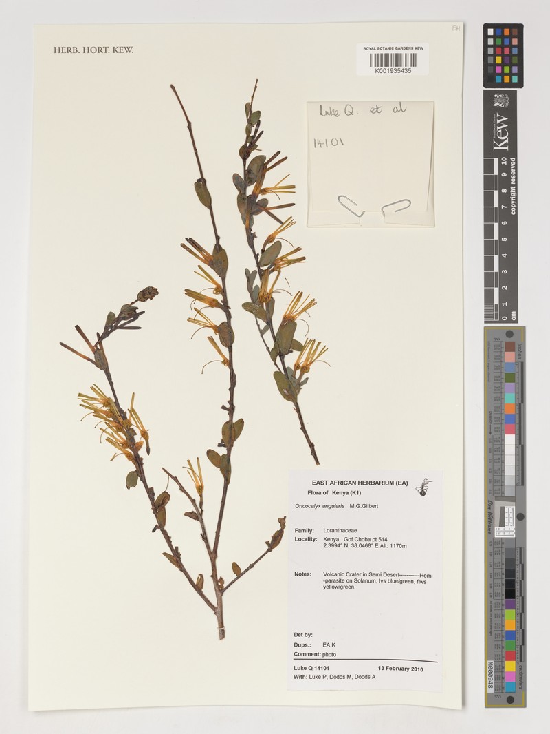 Oncocalyx angularis