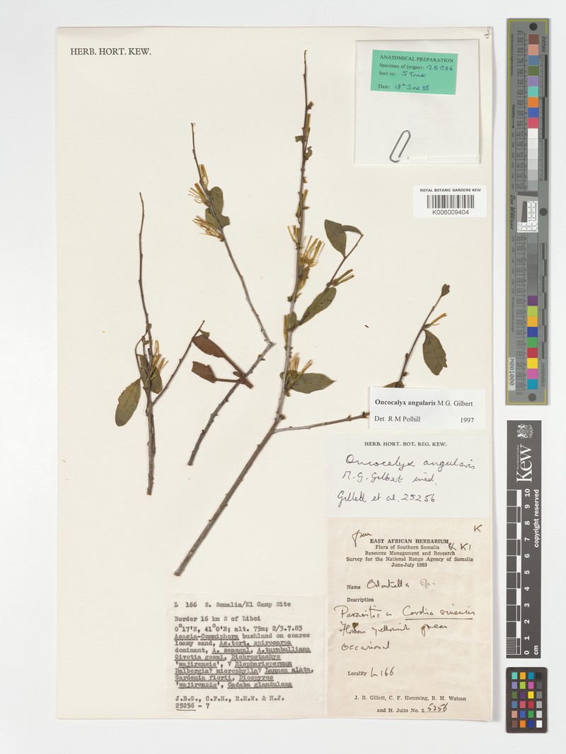 Oncocalyx angularis photo 2