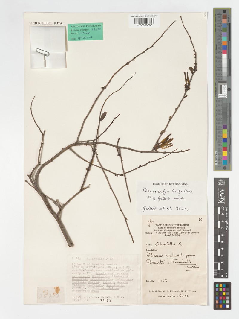 Oncocalyx angularis photo 3