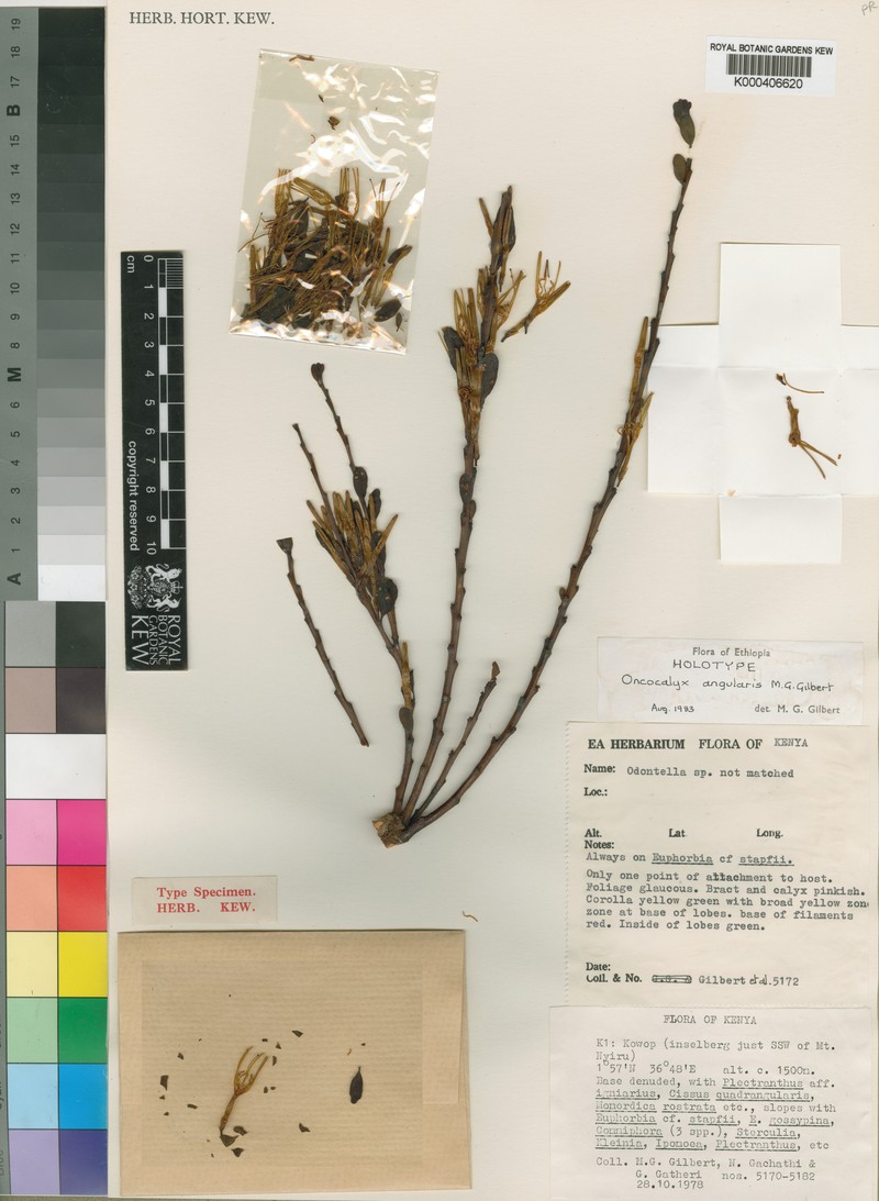 Oncocalyx angularis photo 4