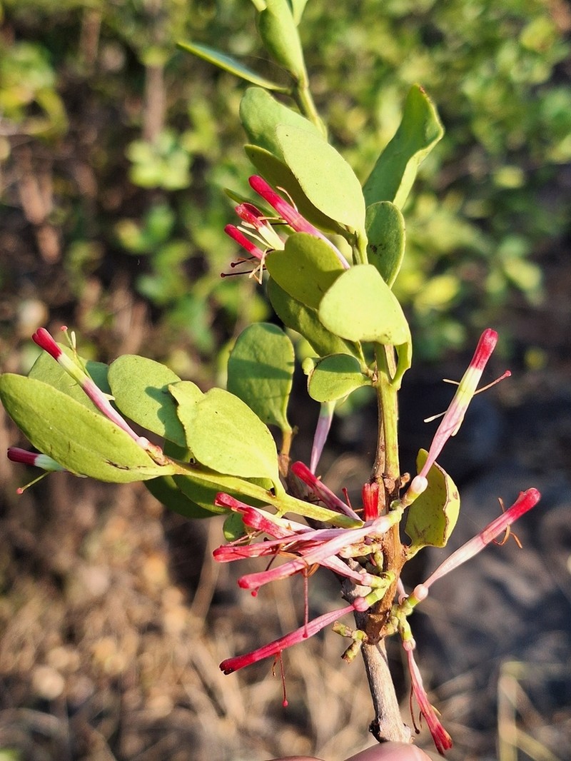 Oncocalyx bolusii