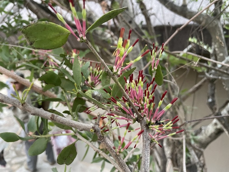 Oncocalyx bolusii photo 2