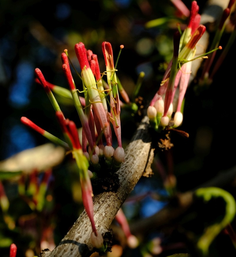 Oncocalyx bolusii photo 4
