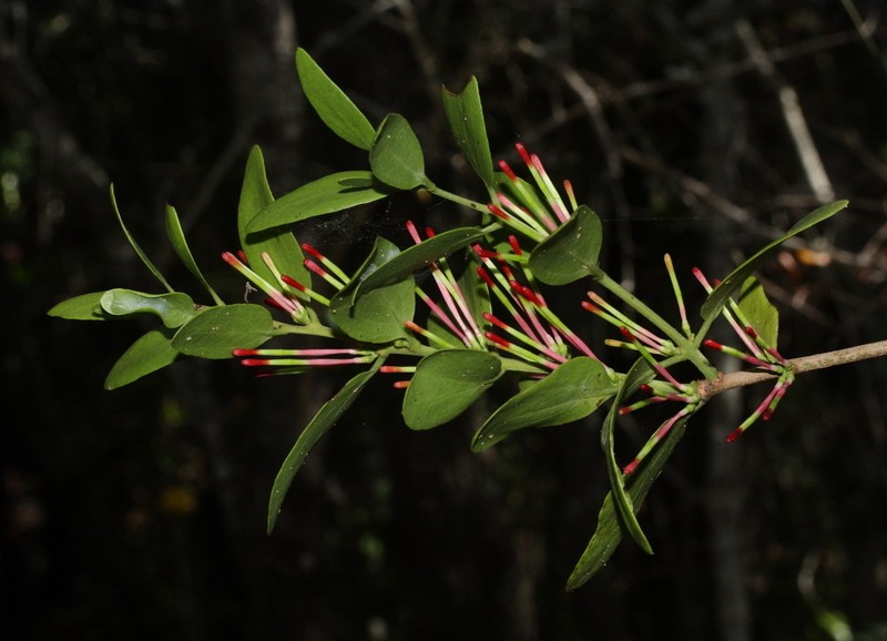 Oncocalyx bolusii photo 5
