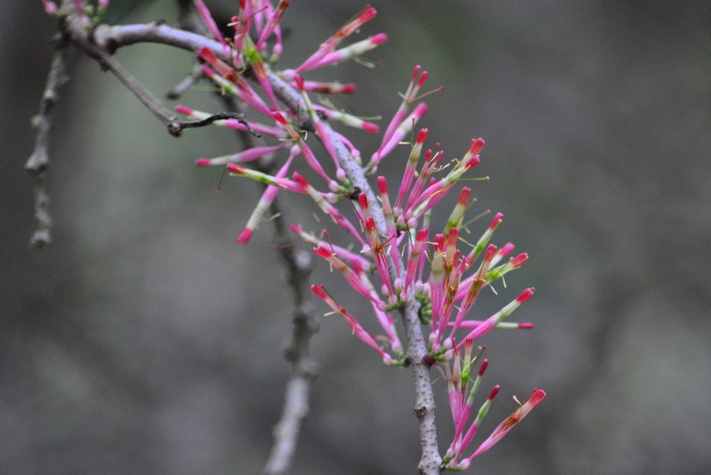 Oncocalyx bolusii photo 6