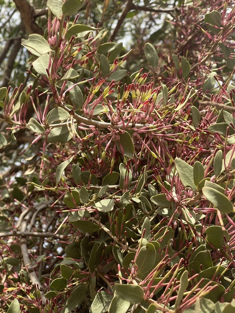 Oncocalyx bolusii photo 7