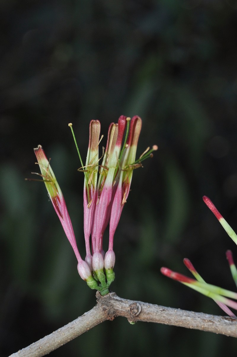 Oncocalyx bolusii photo 8