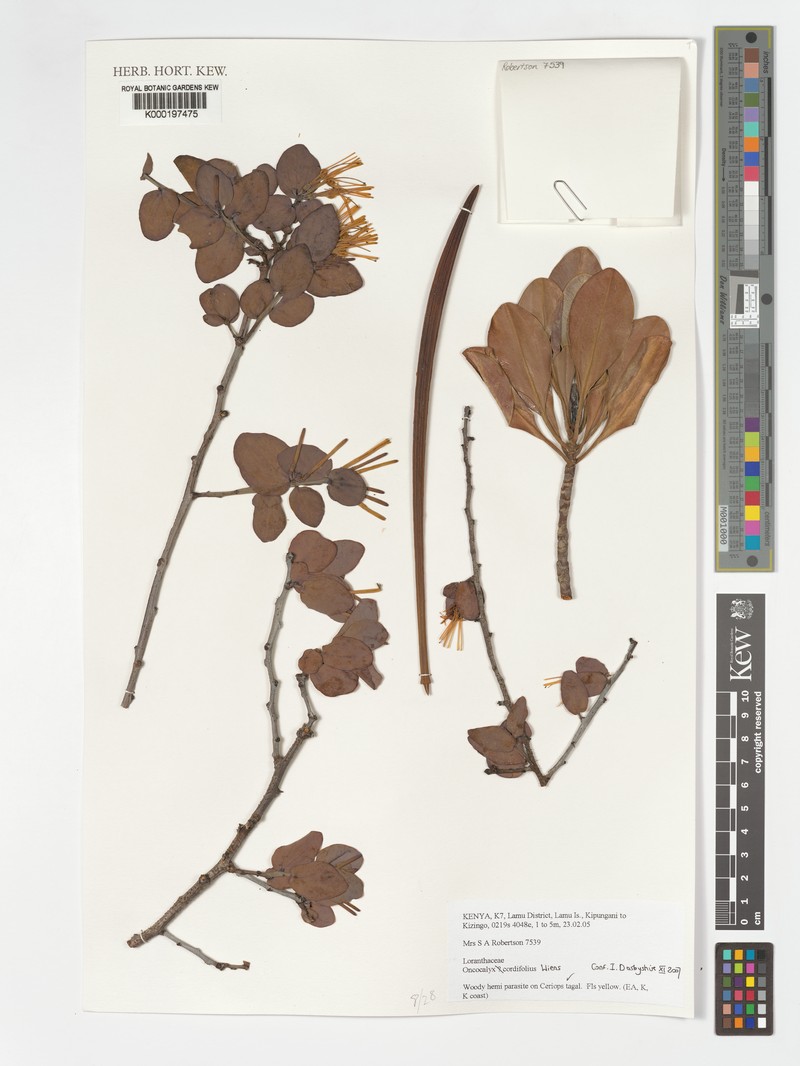 Oncocalyx cordifolius