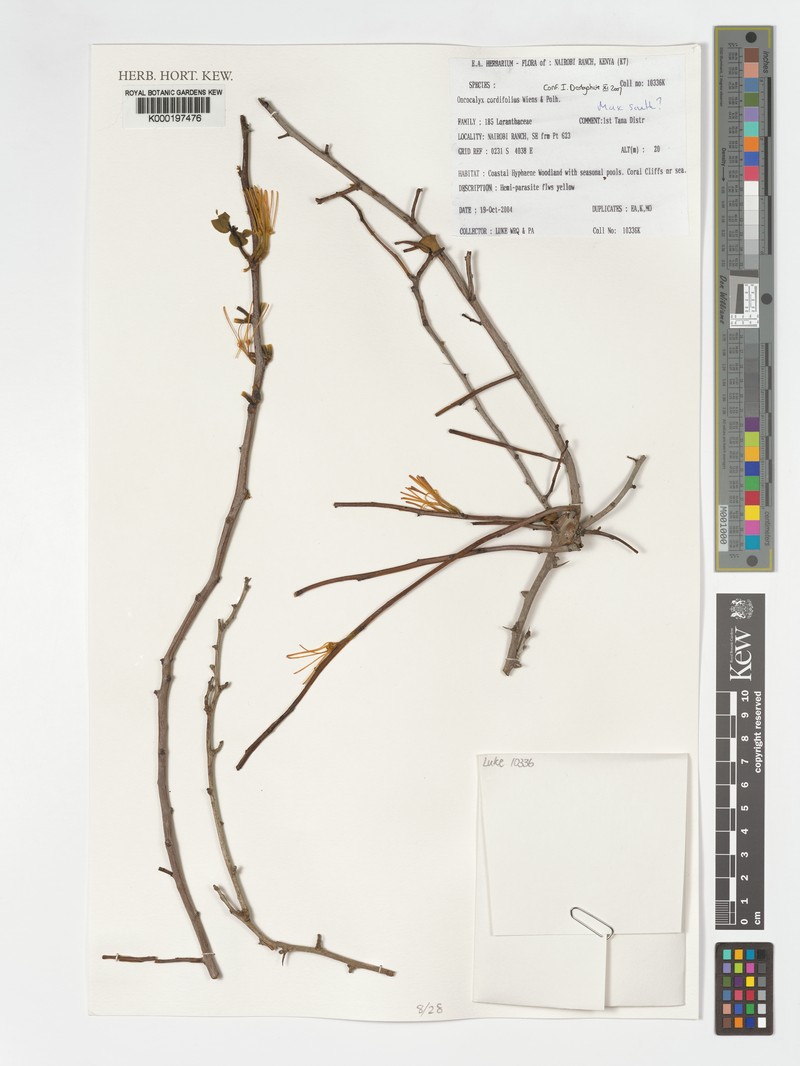 Oncocalyx cordifolius photo 2