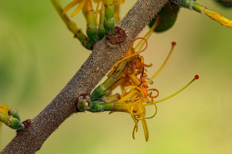 Oncocalyx fischeri