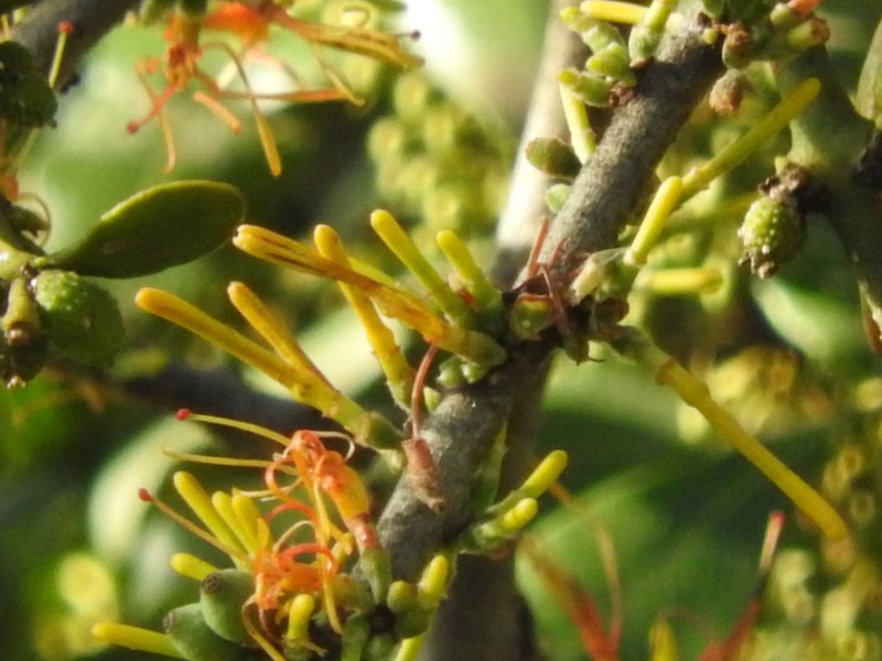 Oncocalyx fischeri photo 2