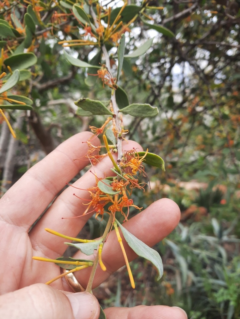 Oncocalyx fischeri photo 3