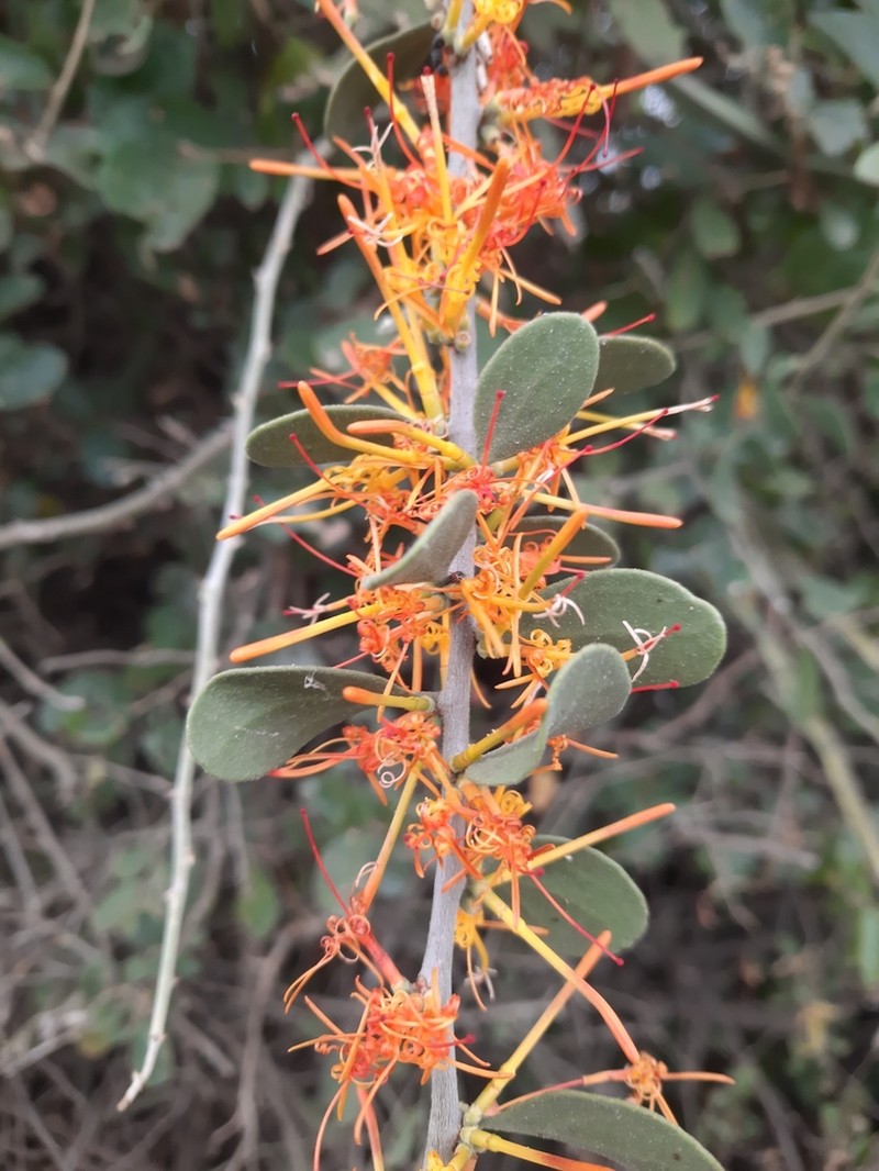 Oncocalyx fischeri photo 5