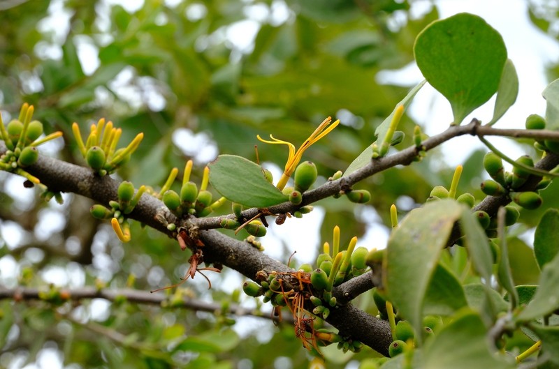 Oncocalyx fischeri photo 6