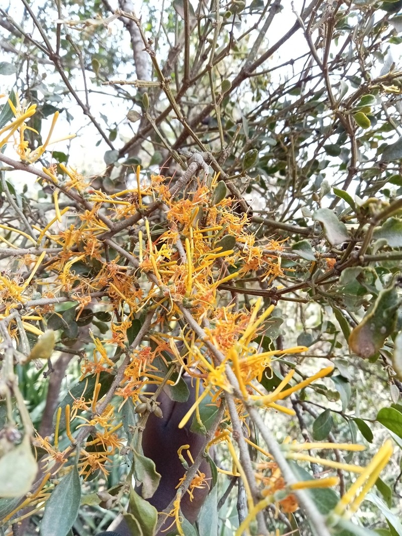 Oncocalyx fischeri photo 7