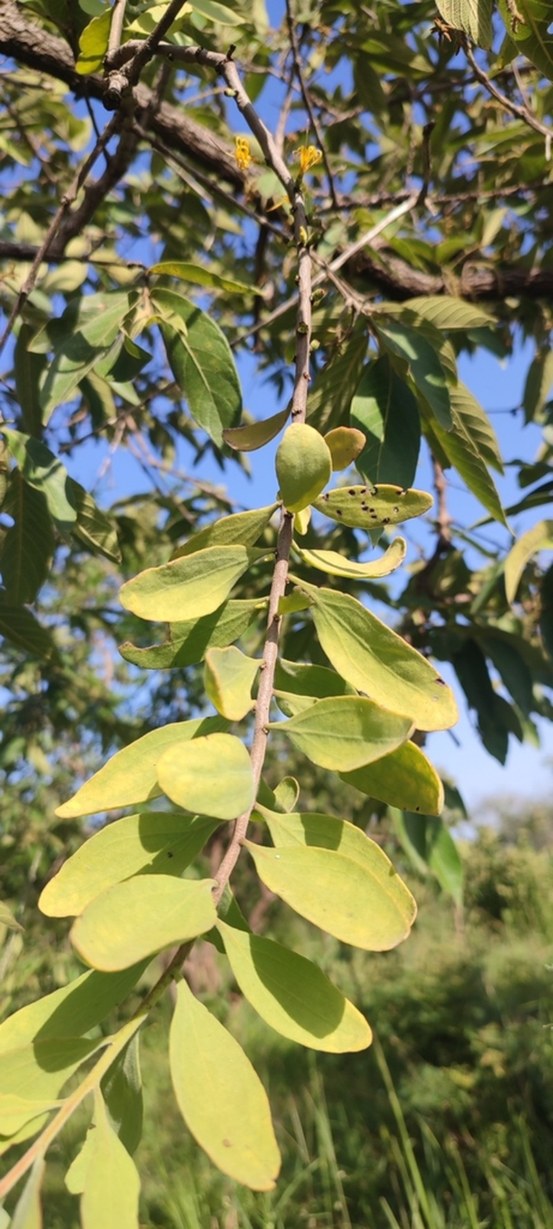 Oncocalyx fischeri photo 8