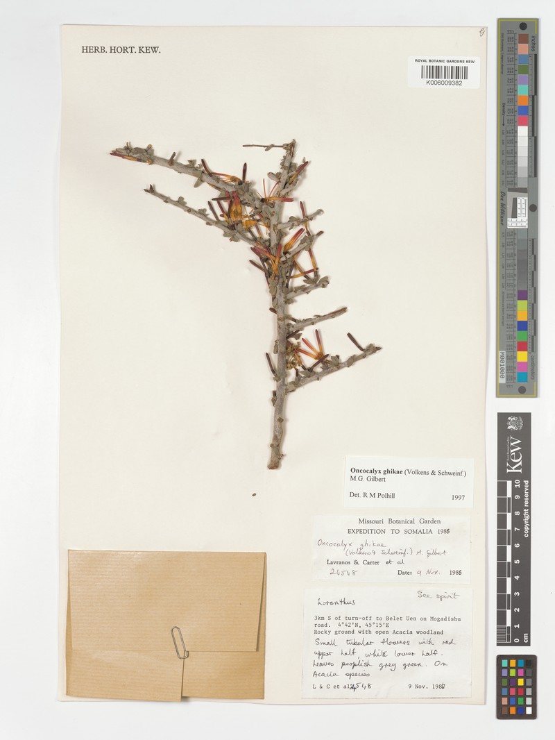 Oncocalyx ghikae