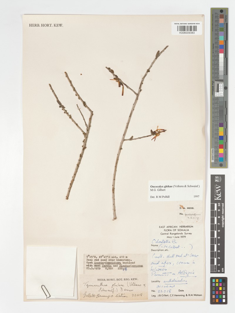 Oncocalyx ghikae photo 2