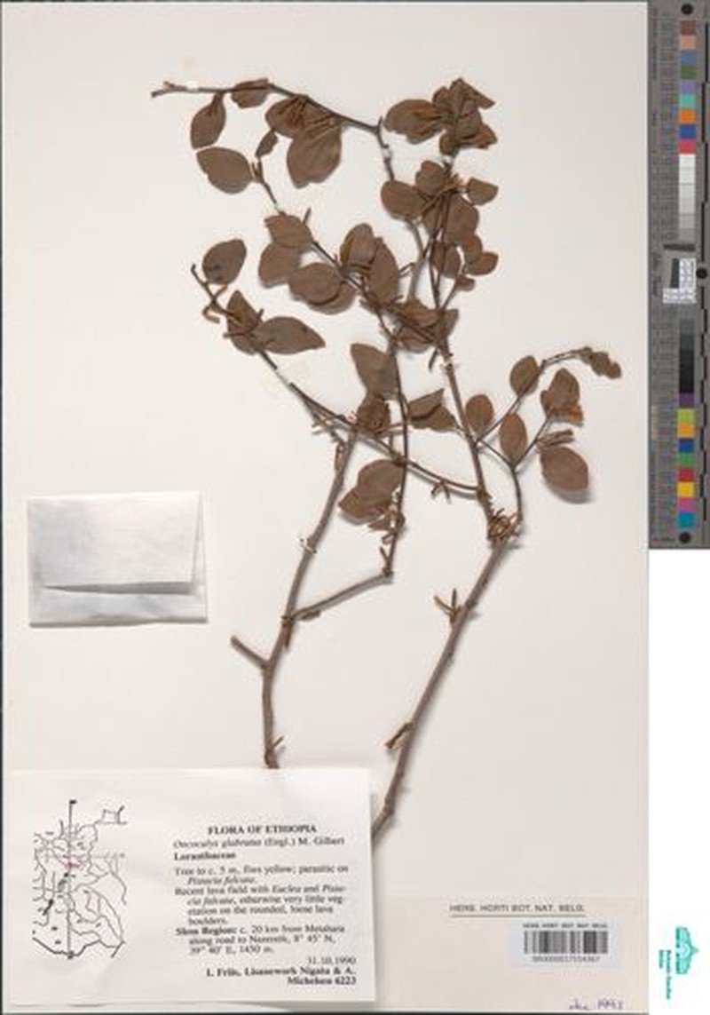 Oncocalyx glabratus