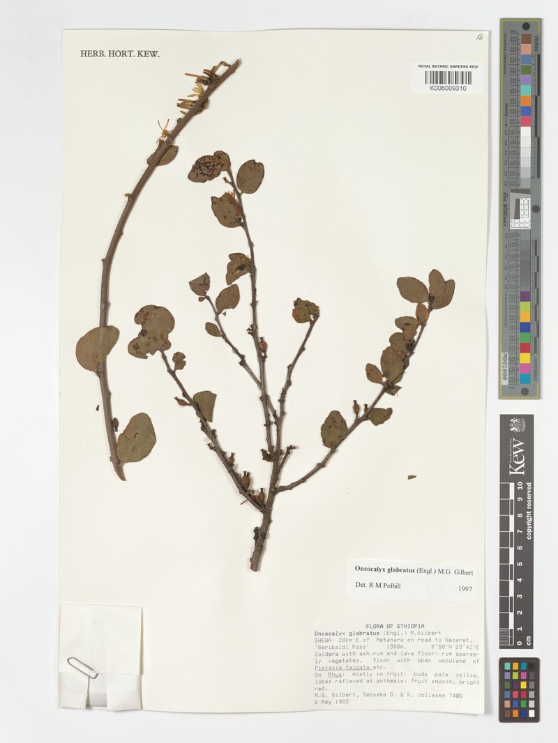 Oncocalyx glabratus photo 3