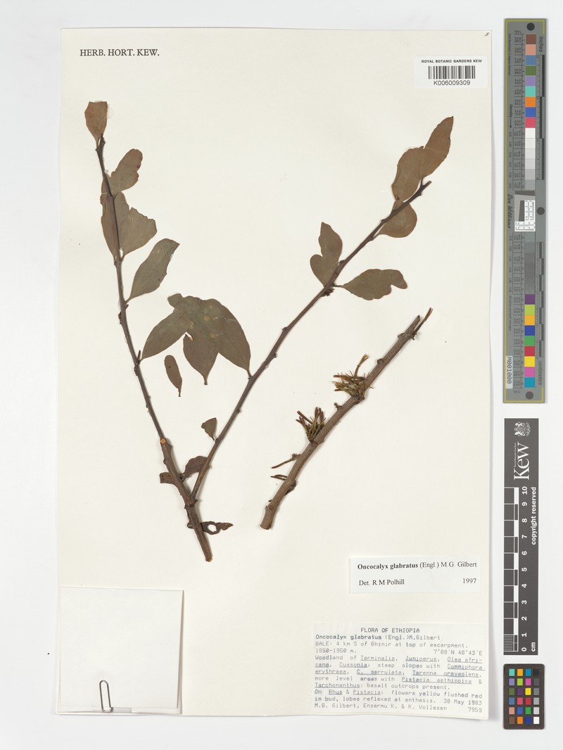 Oncocalyx glabratus photo 4