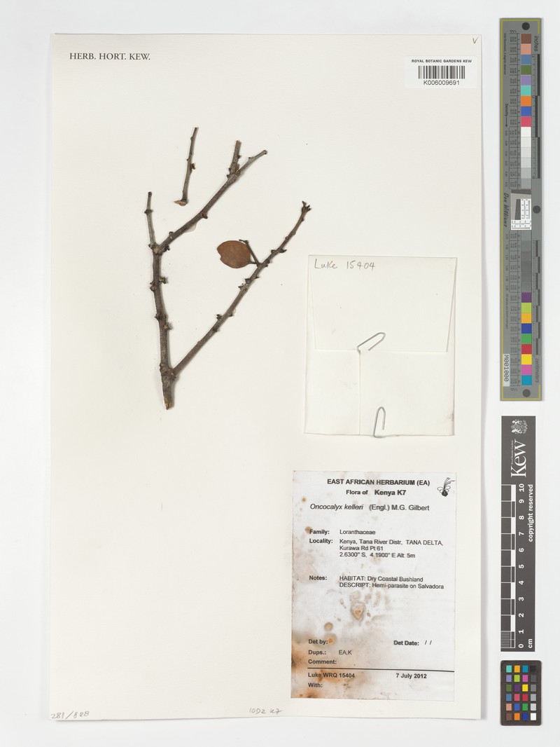 Oncocalyx kelleri