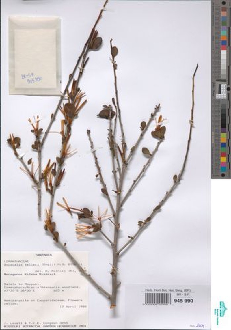 Oncocalyx kelleri photo 2