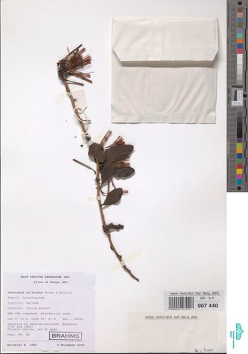 Oncocalyx sulfureus