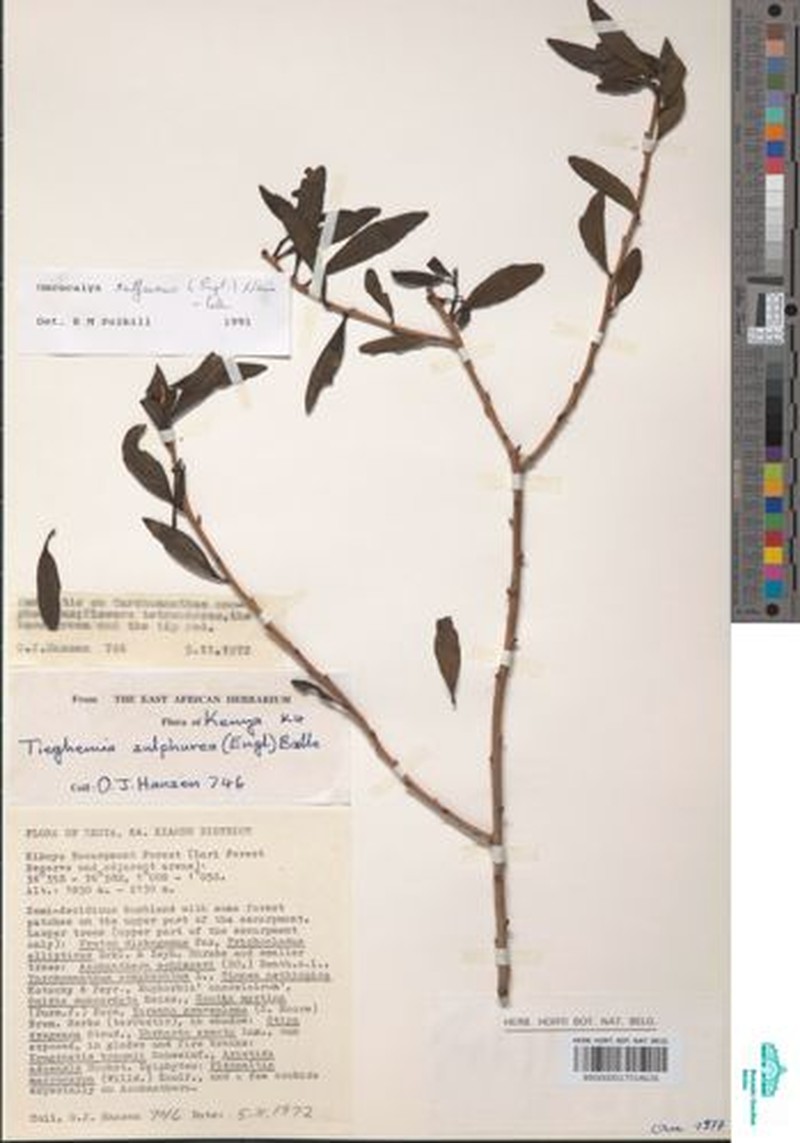 Oncocalyx sulfureus photo 3