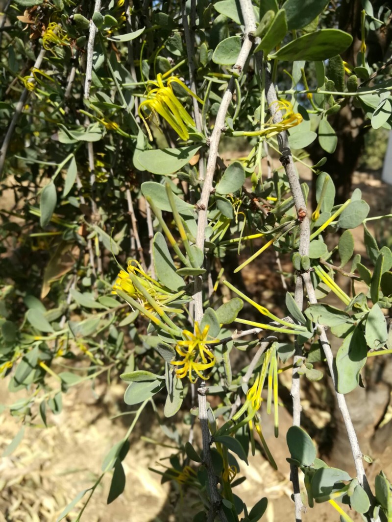 Oncocalyx ugogensis photo 2