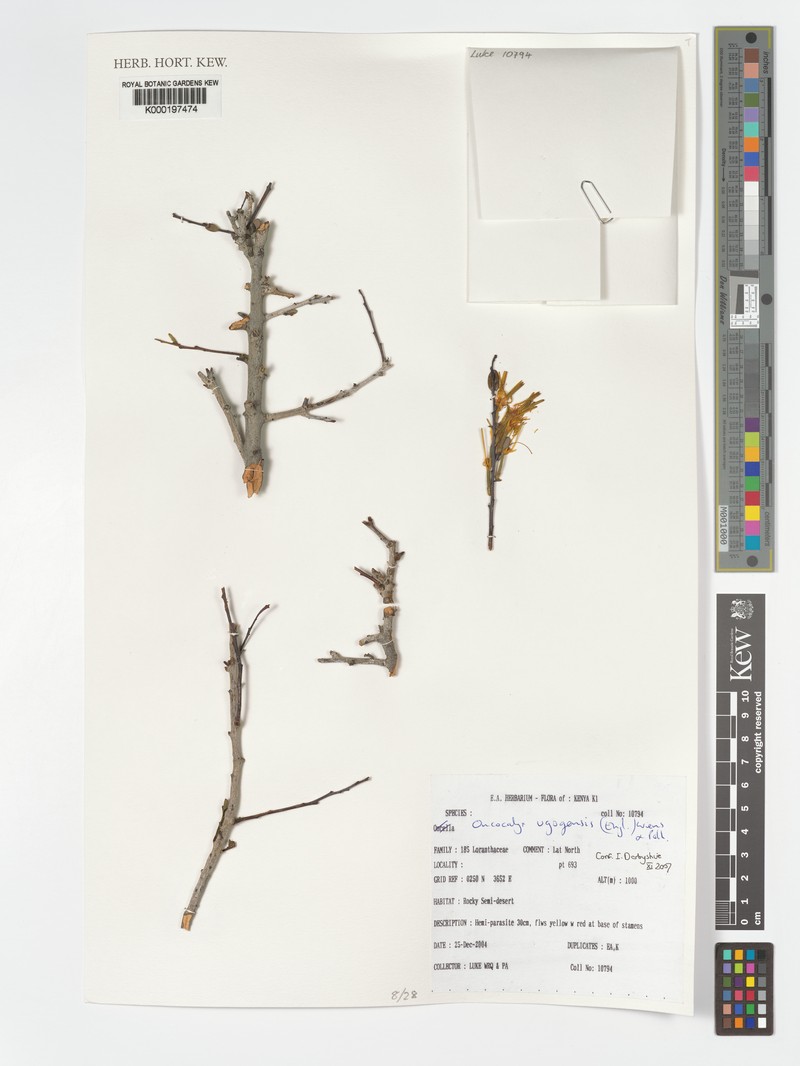 Oncocalyx ugogensis photo 3