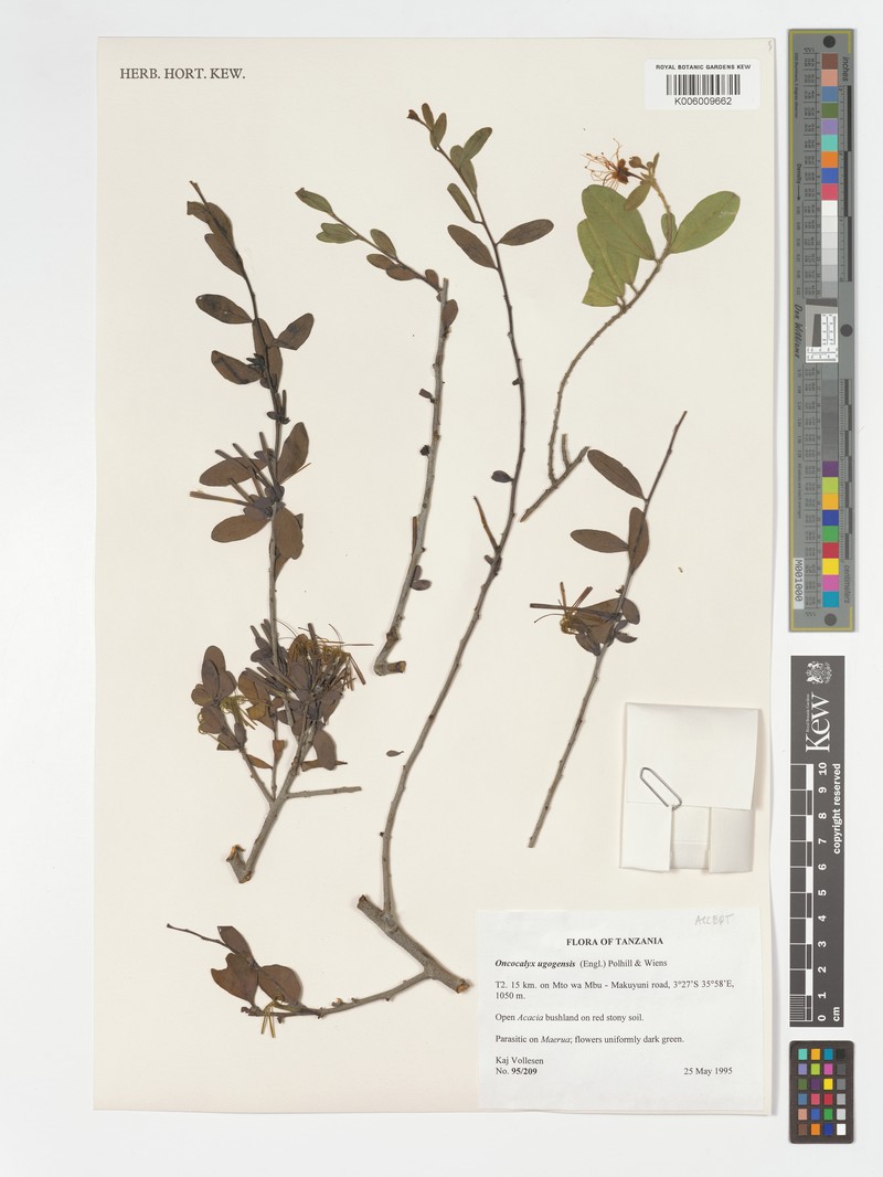 Oncocalyx ugogensis photo 4