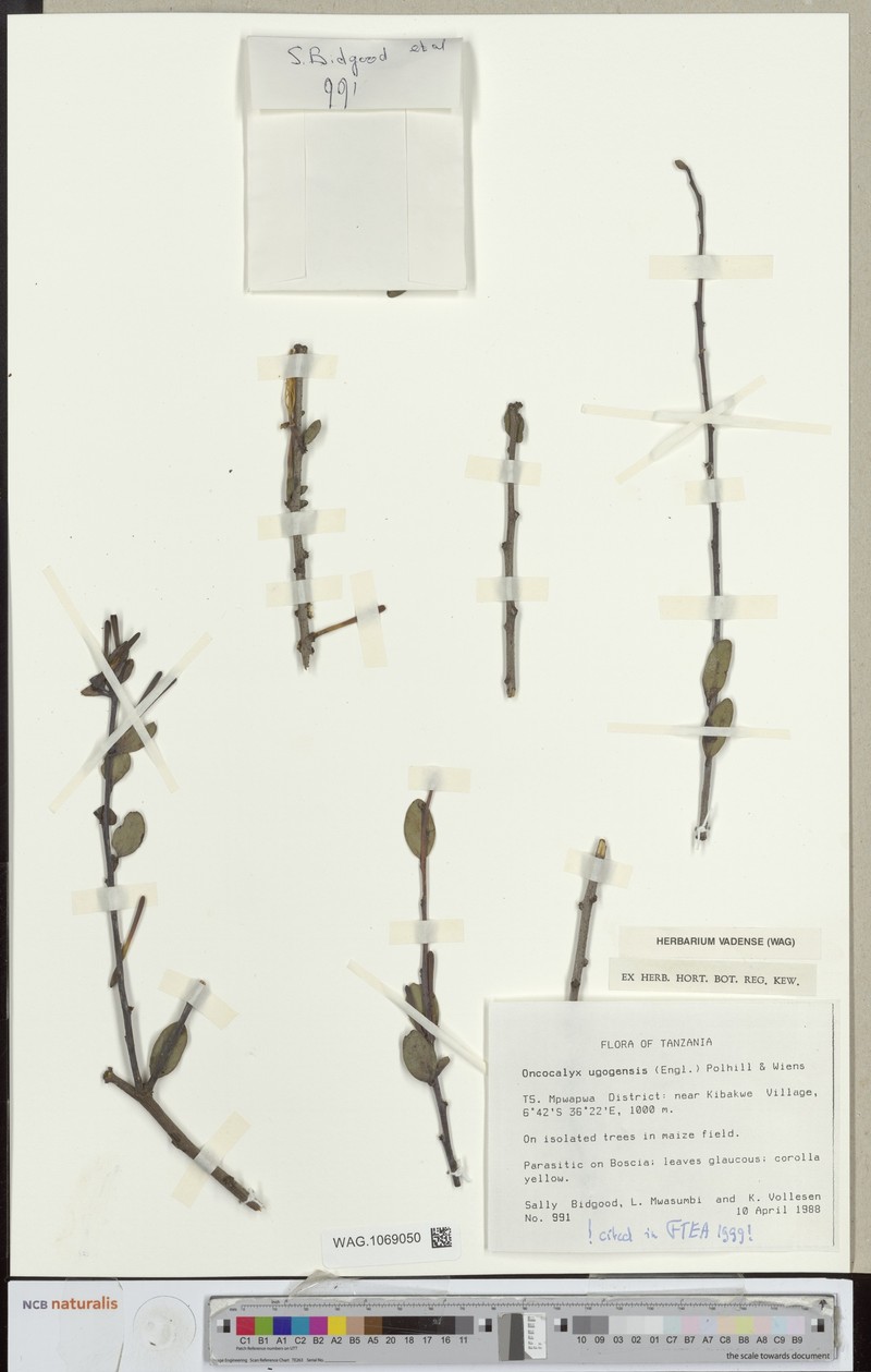 Oncocalyx ugogensis photo 5