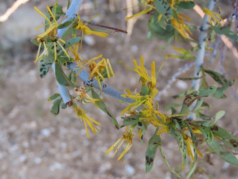 Oncocalyx welwitschii photo 2