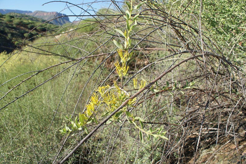 Oncocalyx welwitschii photo 5