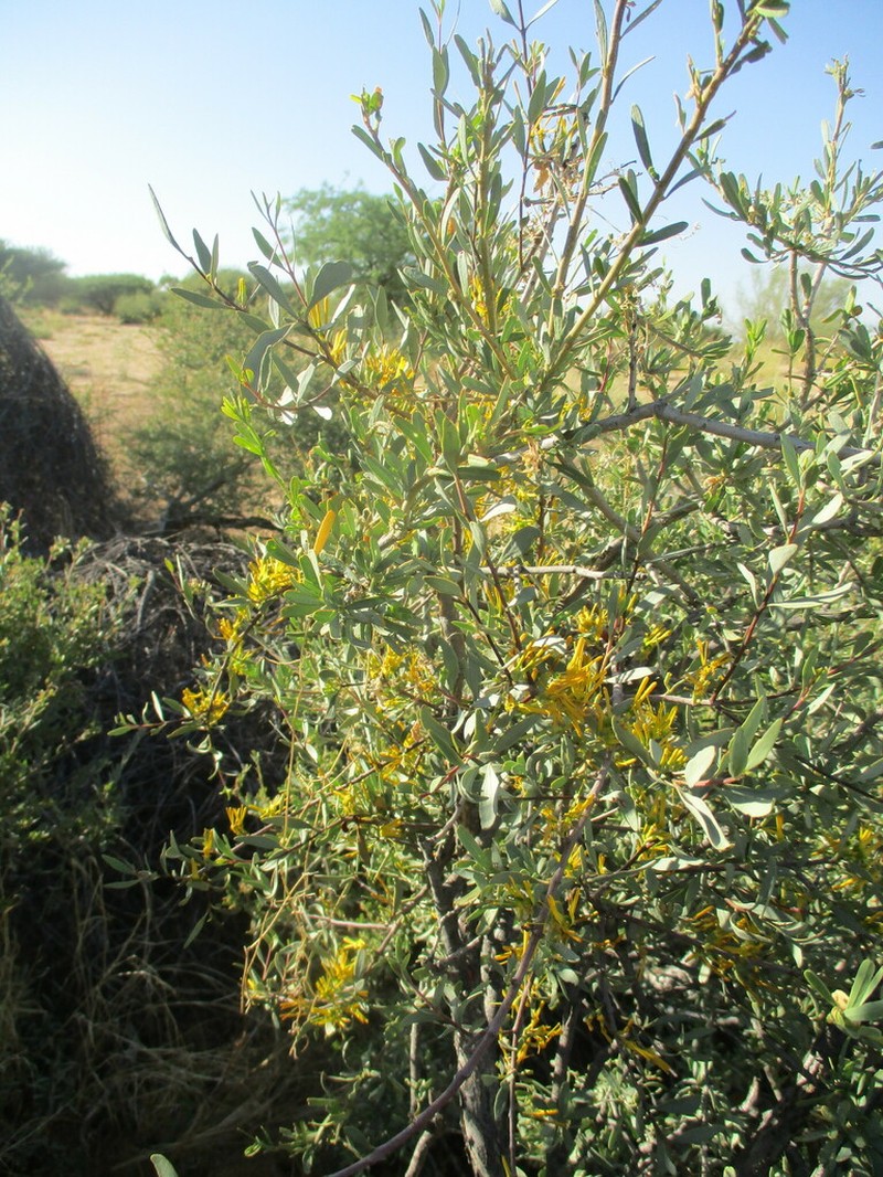 Oncocalyx welwitschii photo 7