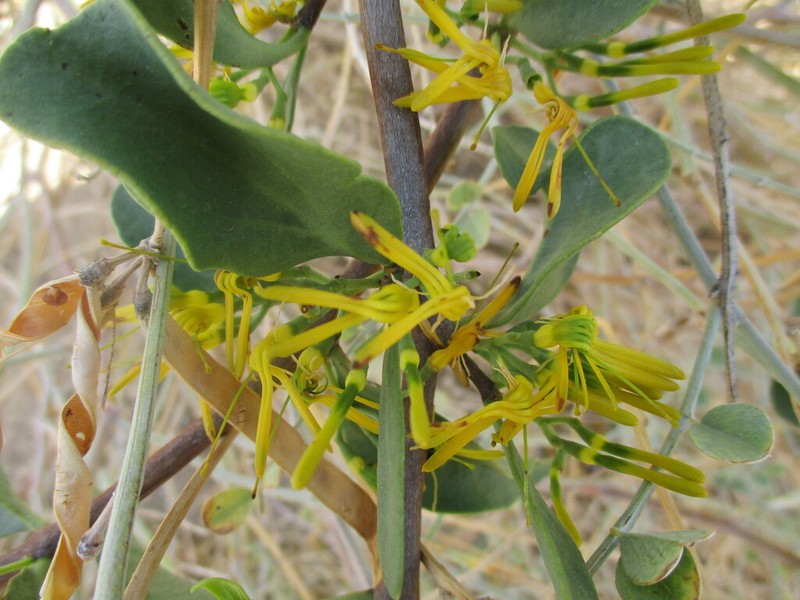 Oncocalyx welwitschii photo 8