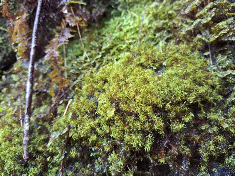Oncophorus Moss