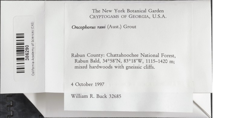 Oncophorus Moss photo 3