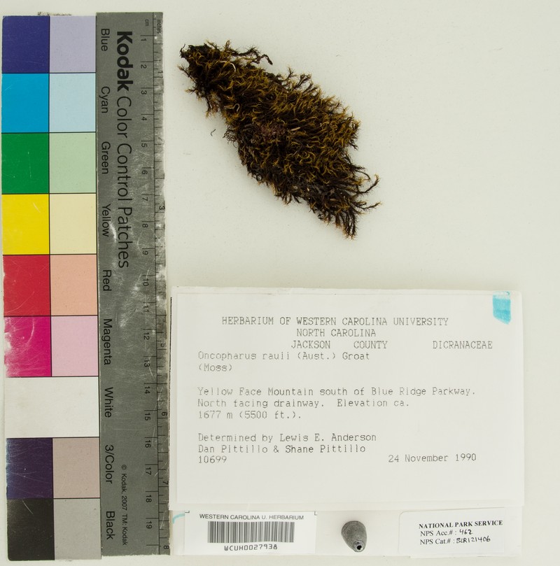 Oncophorus Moss photo 5
