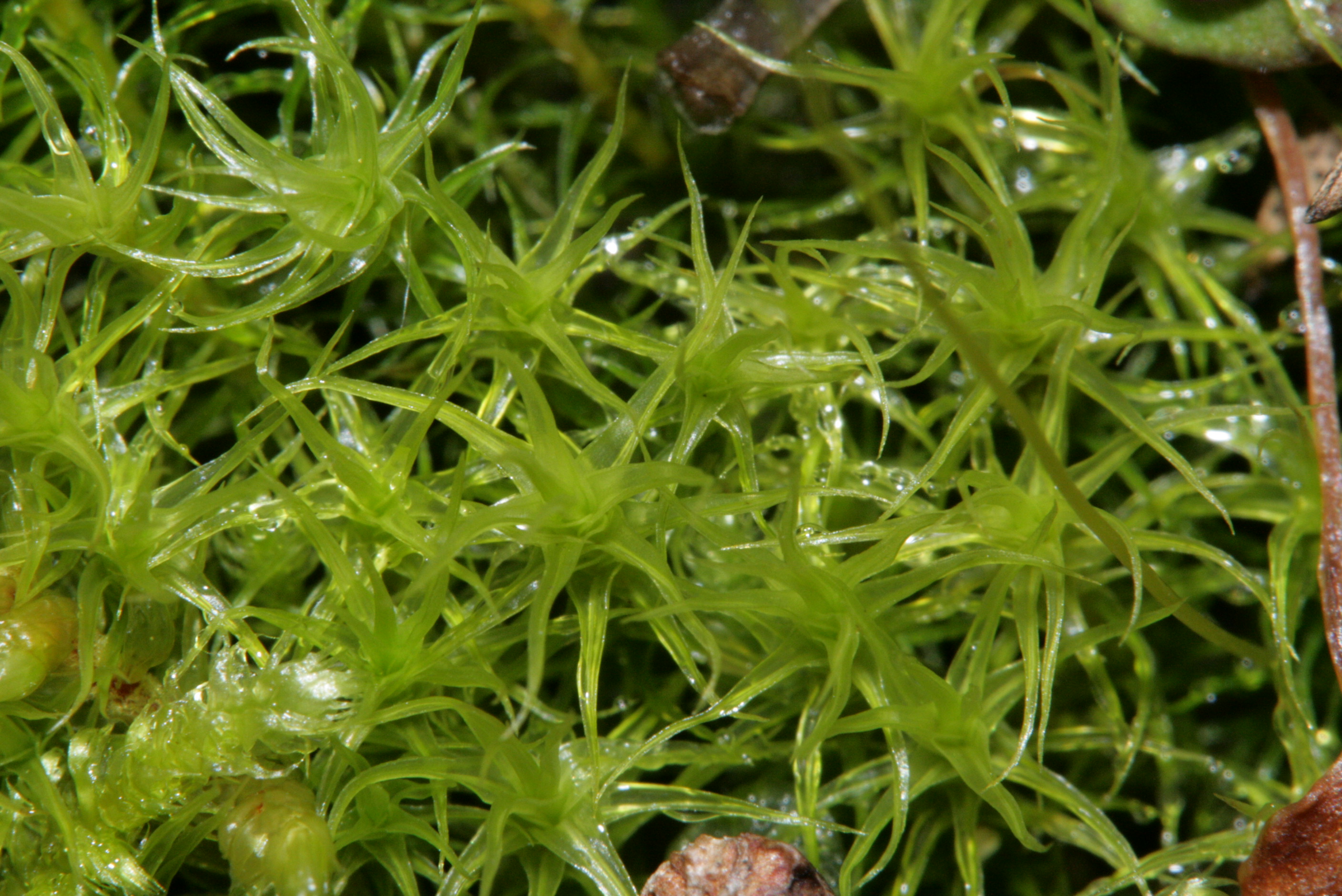Oncophorus Moss