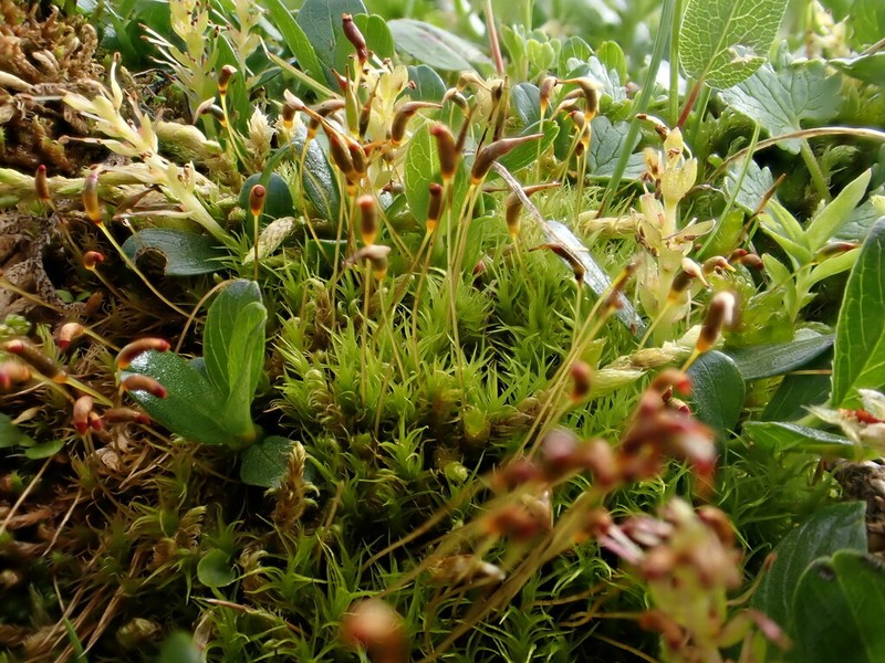 Oncophorus Moss