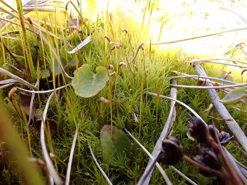 Oncophorus Moss photo 2