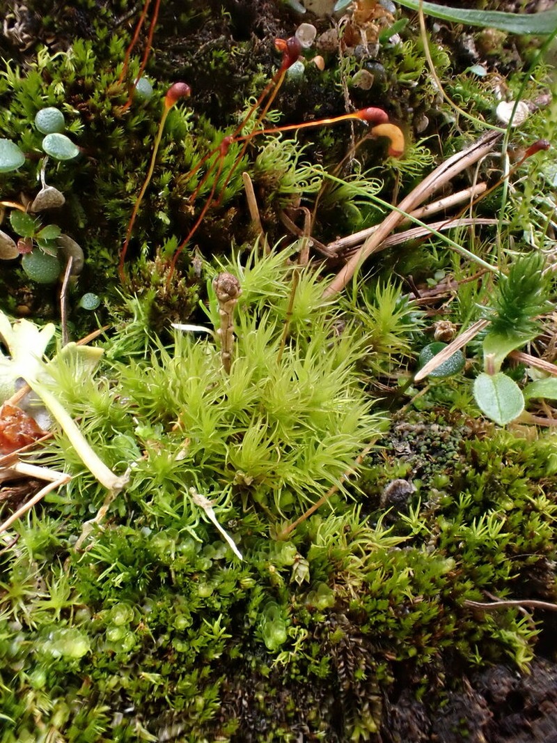Oncophorus Moss photo 3