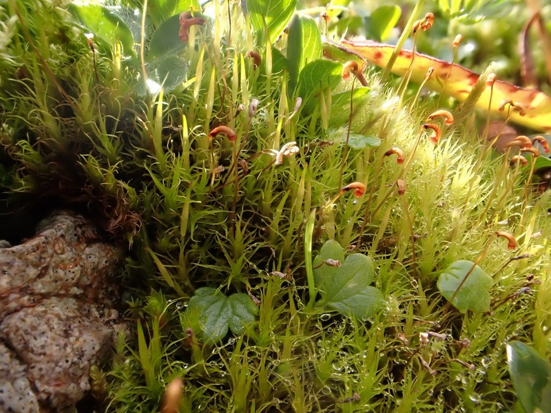 Oncophorus Moss photo 4