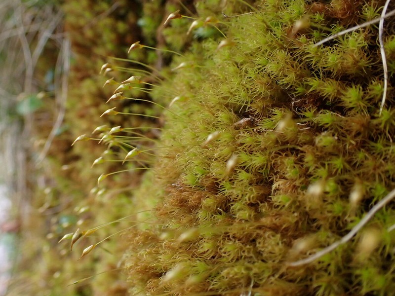 Oncophorus Moss photo 5