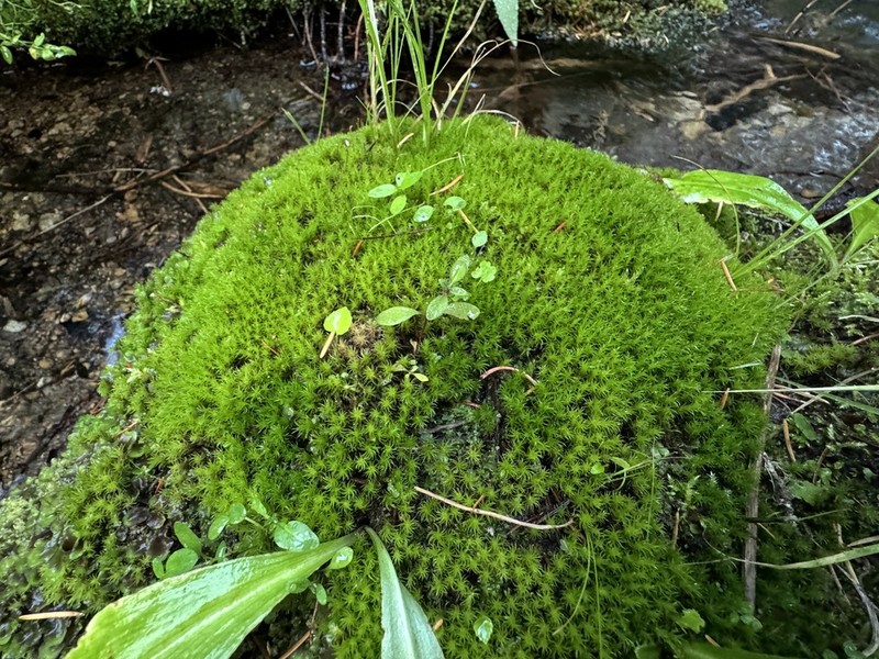 Oncophorus Moss photo 6