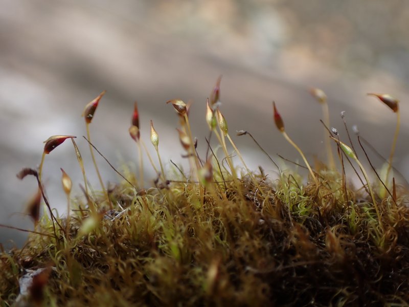 Wahlenberg's Oncophorus Moss